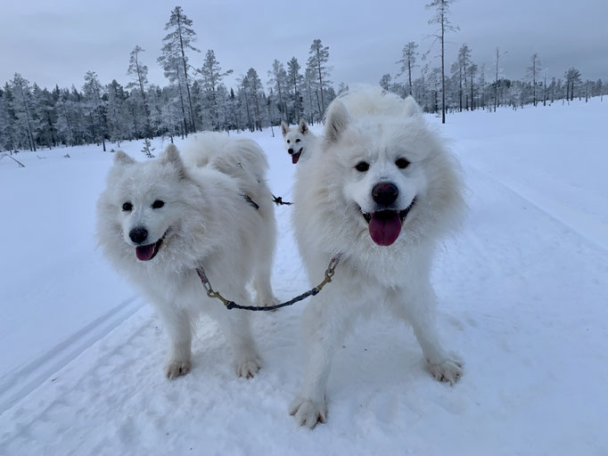 Vicky und Anook