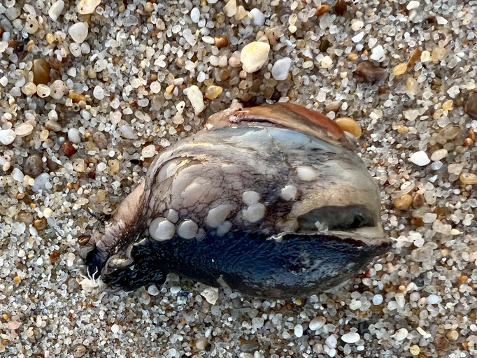 keine Ahnung was das ist?