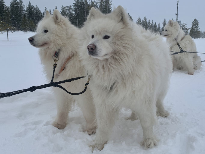 Nanuk und Buck