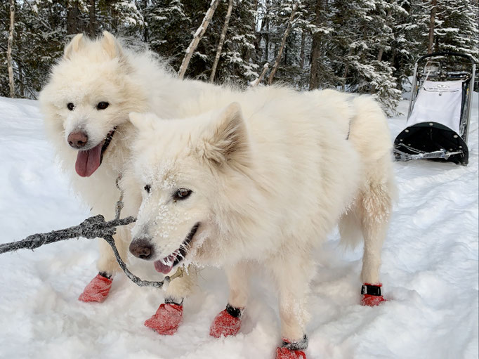 Yukon und Snowy