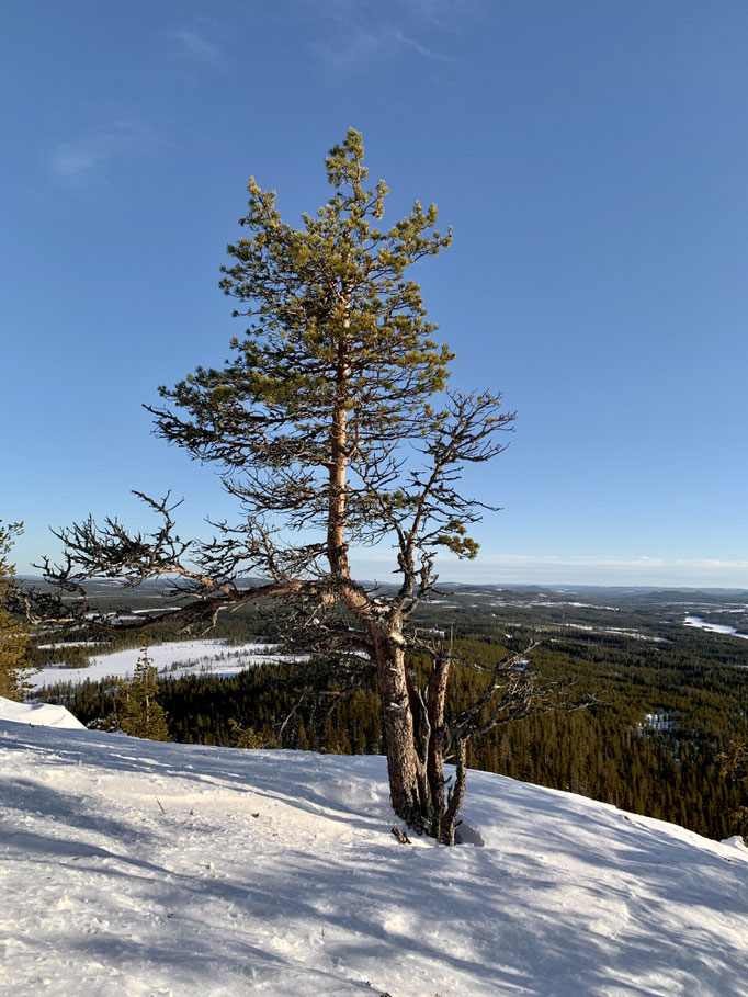 am Malåberget