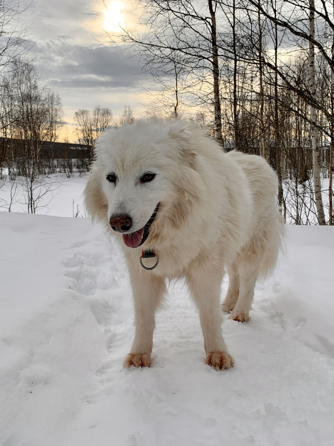meine Snowy