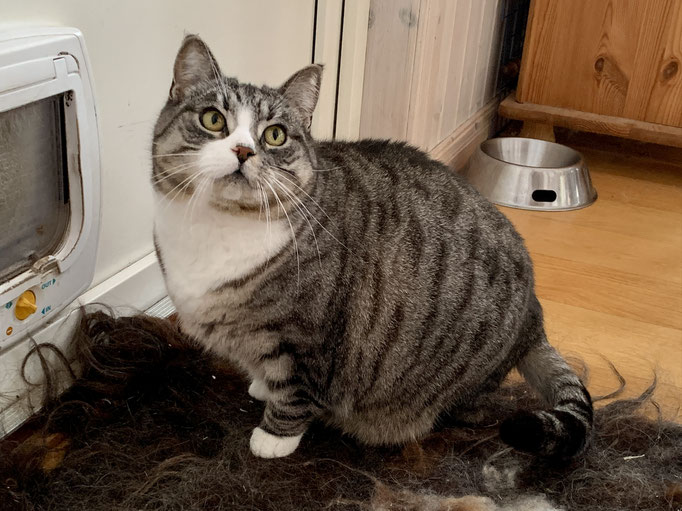 passe ich durch die Katzenklappe?