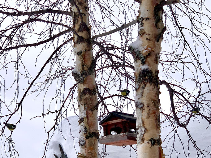  gestern erst das Vogelhaus aufgehängt und heute sind die Vögelchen schon hier gestern erst das Vogelhaus aufgehängt und heute sind die Vögelchen schon hier