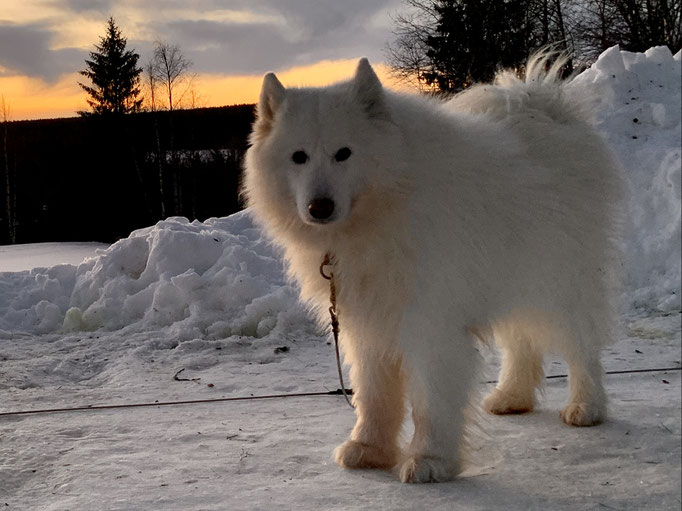 Nanuk