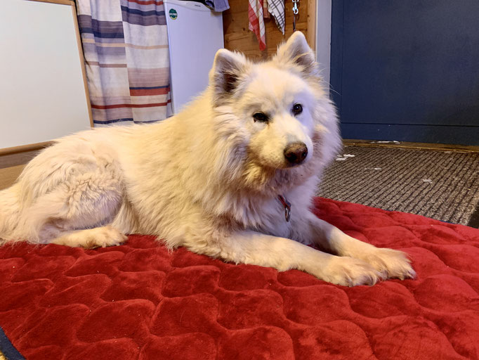 Snowy auf Besuch in der Stuga