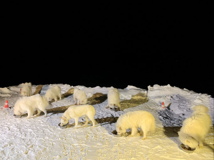 die Teddybären beim Abendessen 