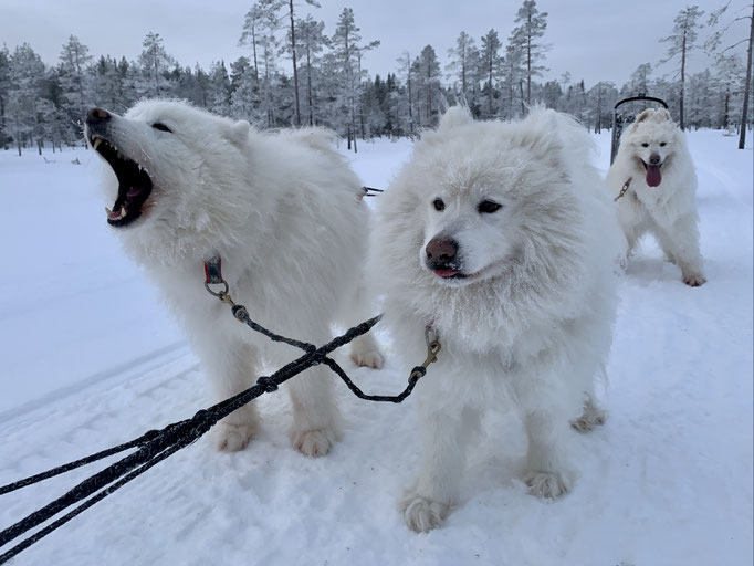 Nanuk und Buck