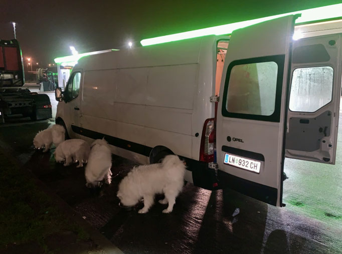 Abendessen für die Teddybären in Rostock 