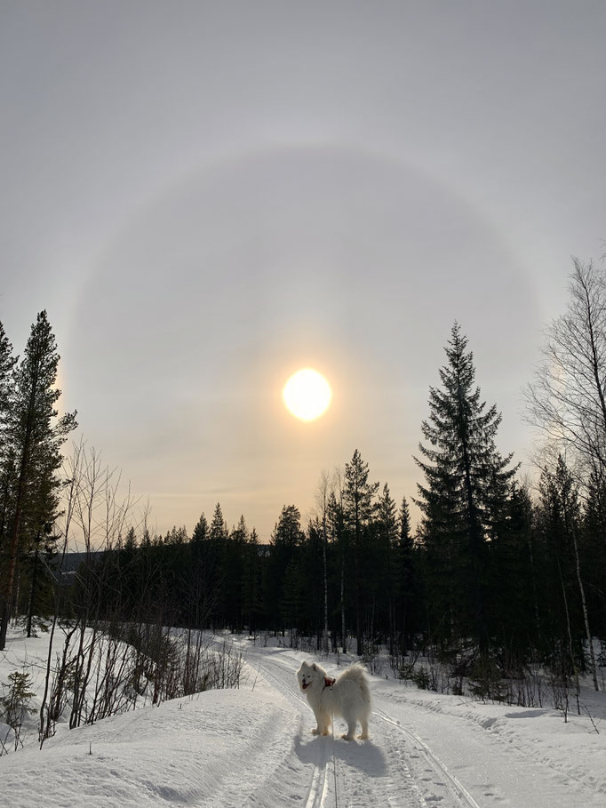 Buck mit „Halo“