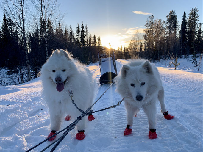 Yukon und Snowy