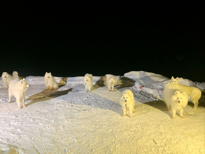 die Teddybären am Stakeout