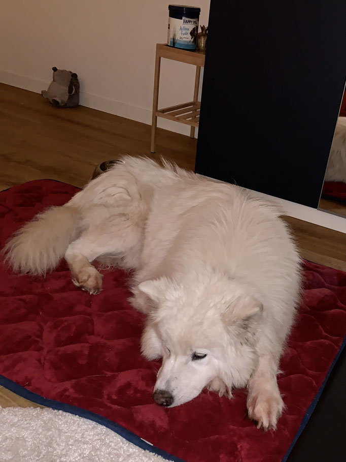 Snowy bei mir im Zimmer