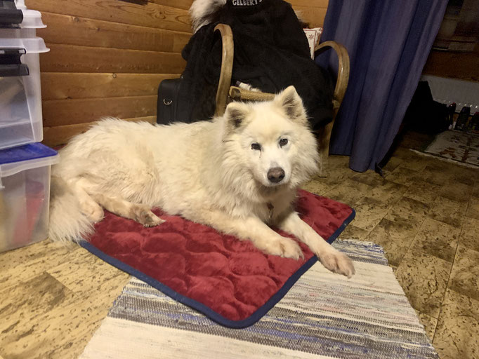 Snowy im „Homeoffice“