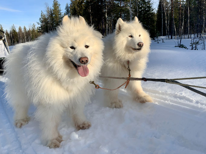 Yukon und Nanuk