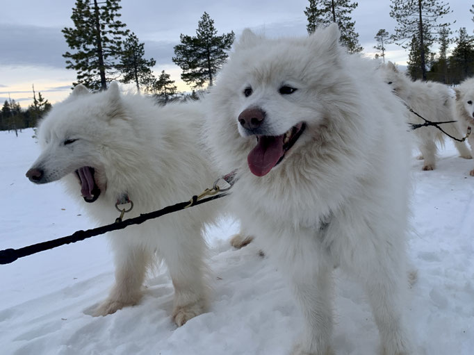 Kasperl 1 (Nanuk) und Kasperl 2 (Buck)