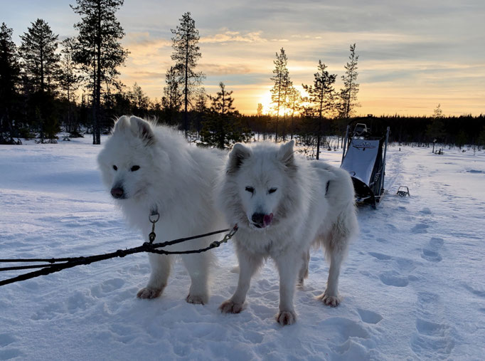 Yukon und Snowy
