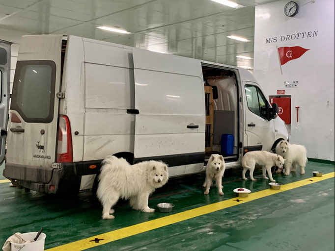 Buck, Snowy, Visa und Yukon 