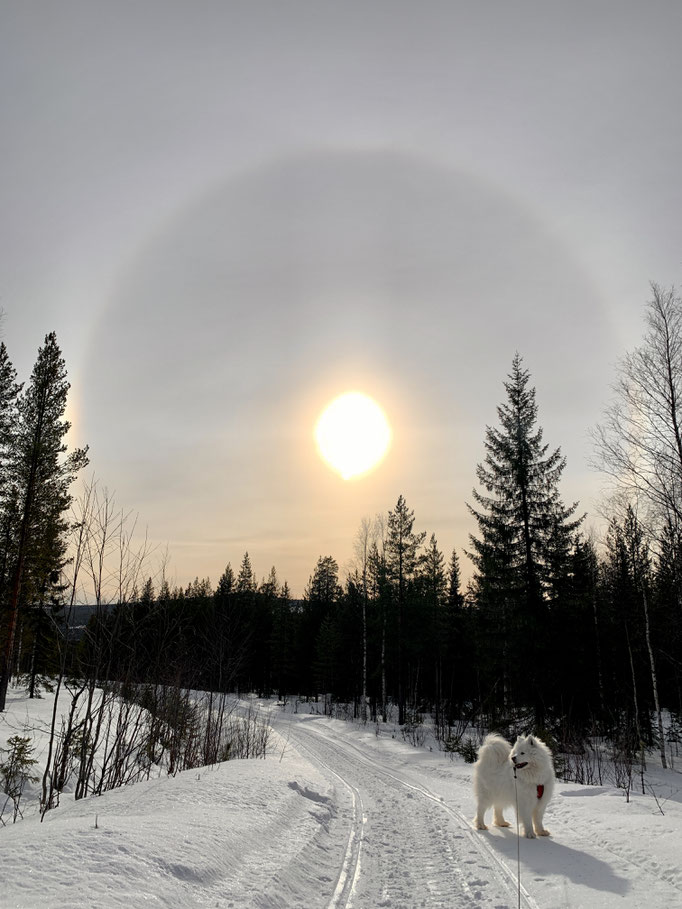 Buck mit „Halo“