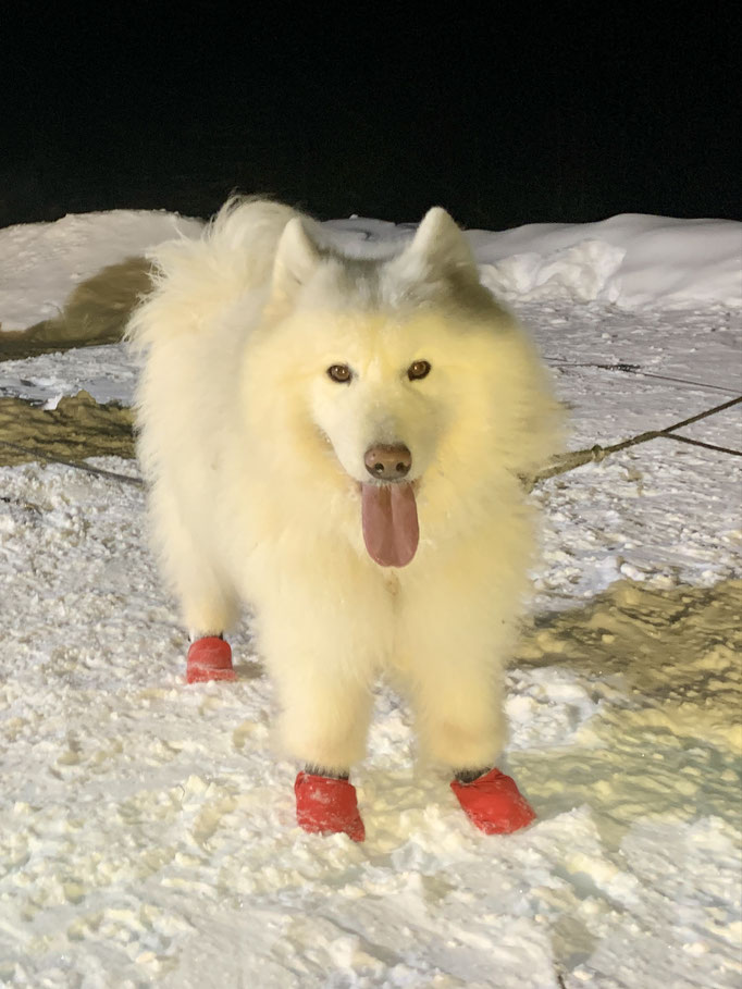Nanuk