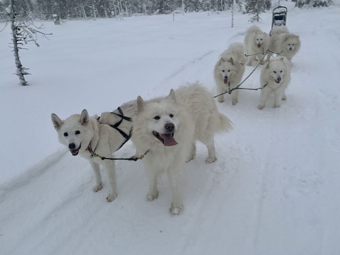 von vorne: Visa und Anook, Vicky und Ylvie, Nanuk und Buck