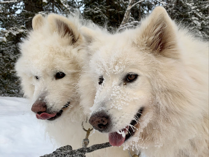 Yukon und Snowy