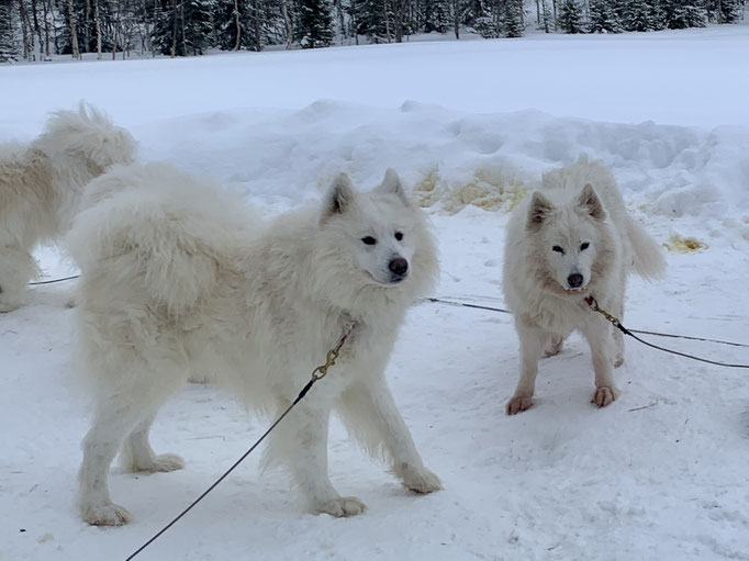 Anook und Snowy