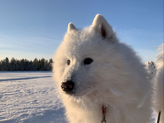Nanuk