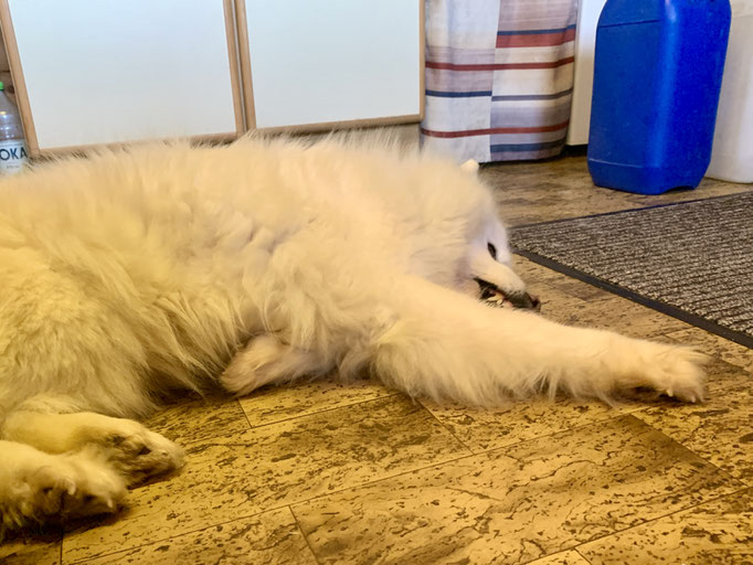 Ylvie zu Besuch in der Hütte