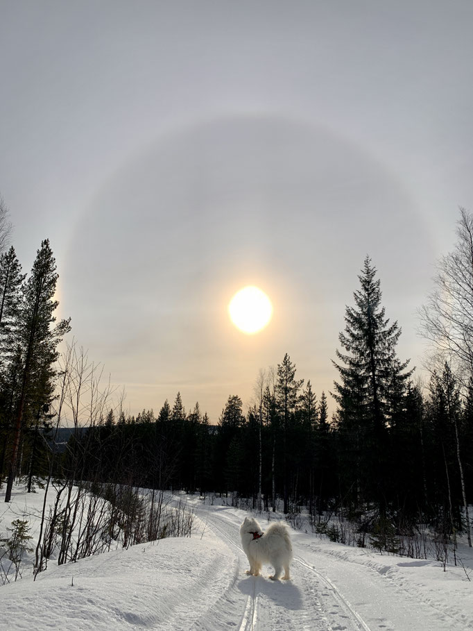 Buck mit „Halo“