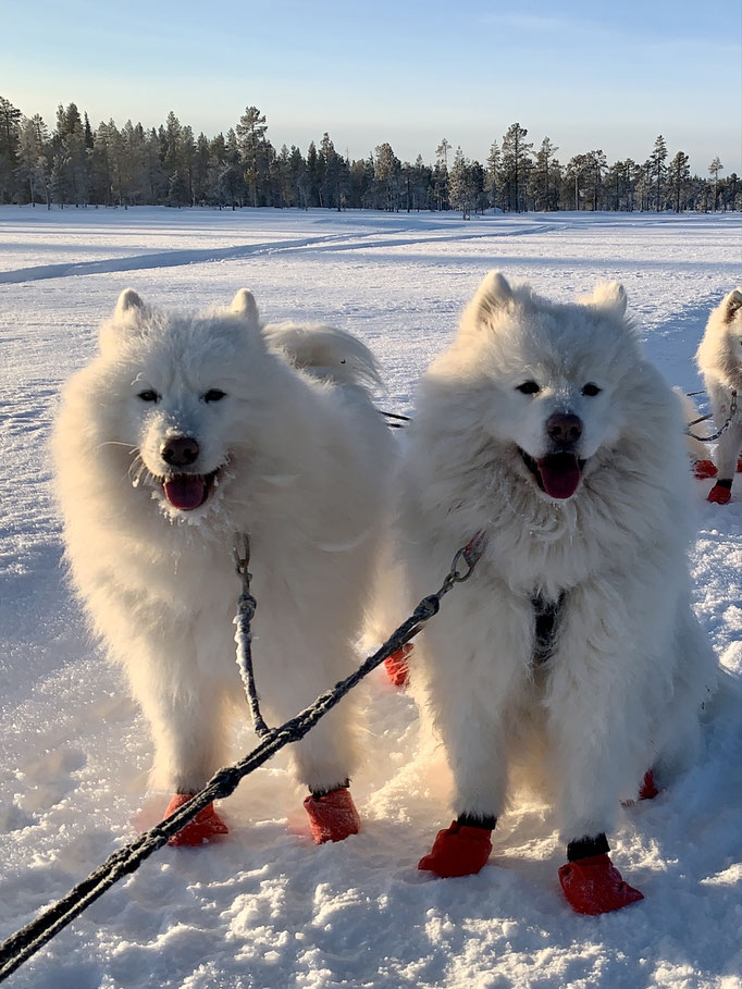 Nanuk und Buck