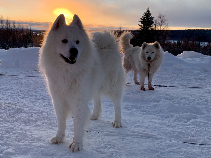 Anook mit Snowy
