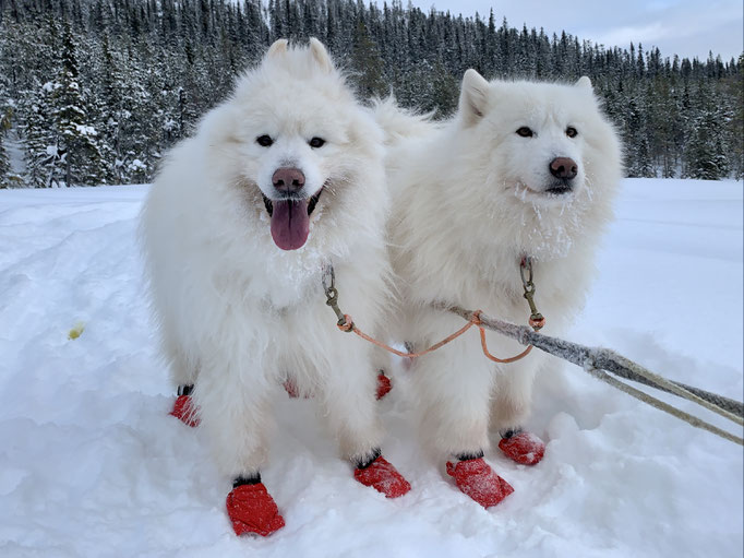 Yukon und Nanuk 