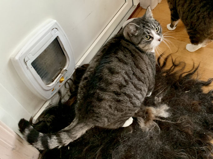 ich glaube das ist die Futterklappe