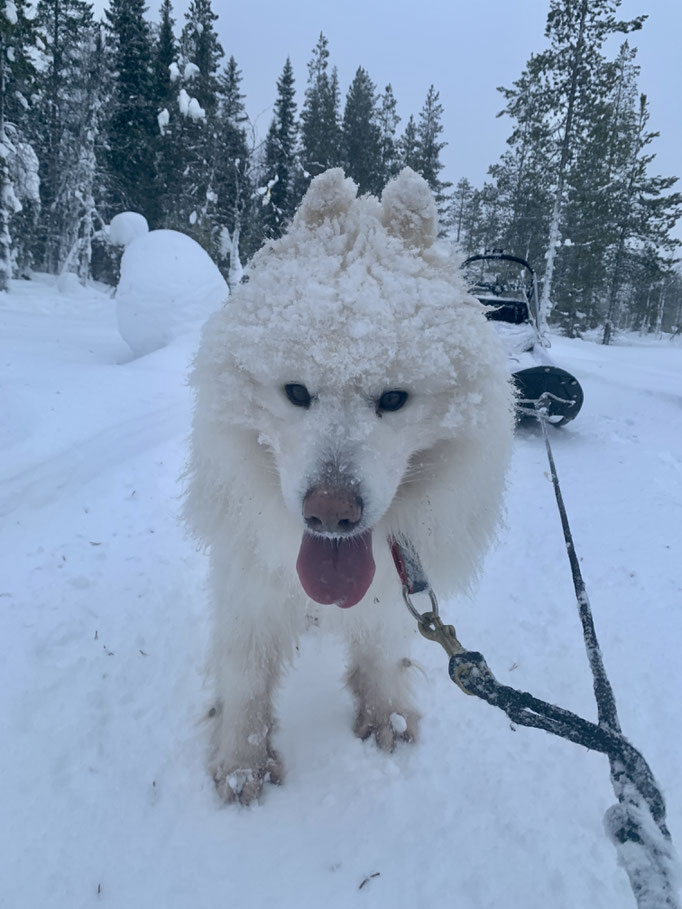 Yukon mein Kämpfer