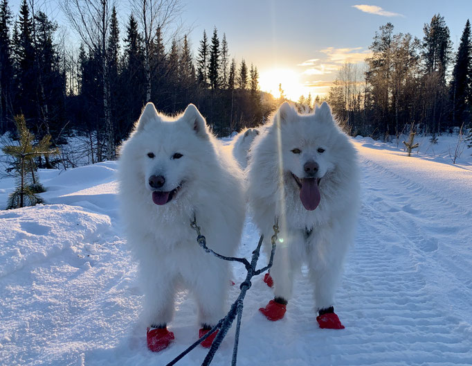 Nanuk und Buck