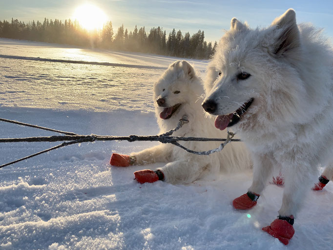 Yukon und Snowy
