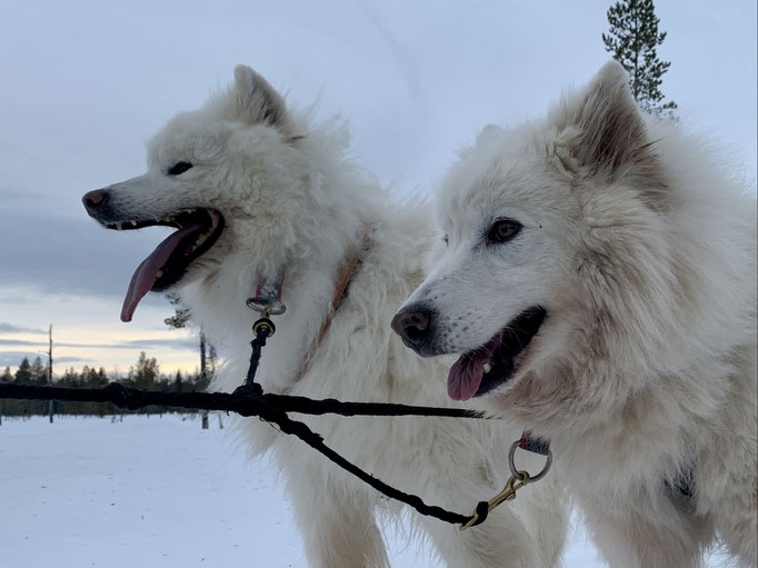 Yukon und Snowy