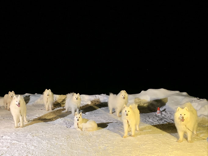 die Teddybären am Stakeout