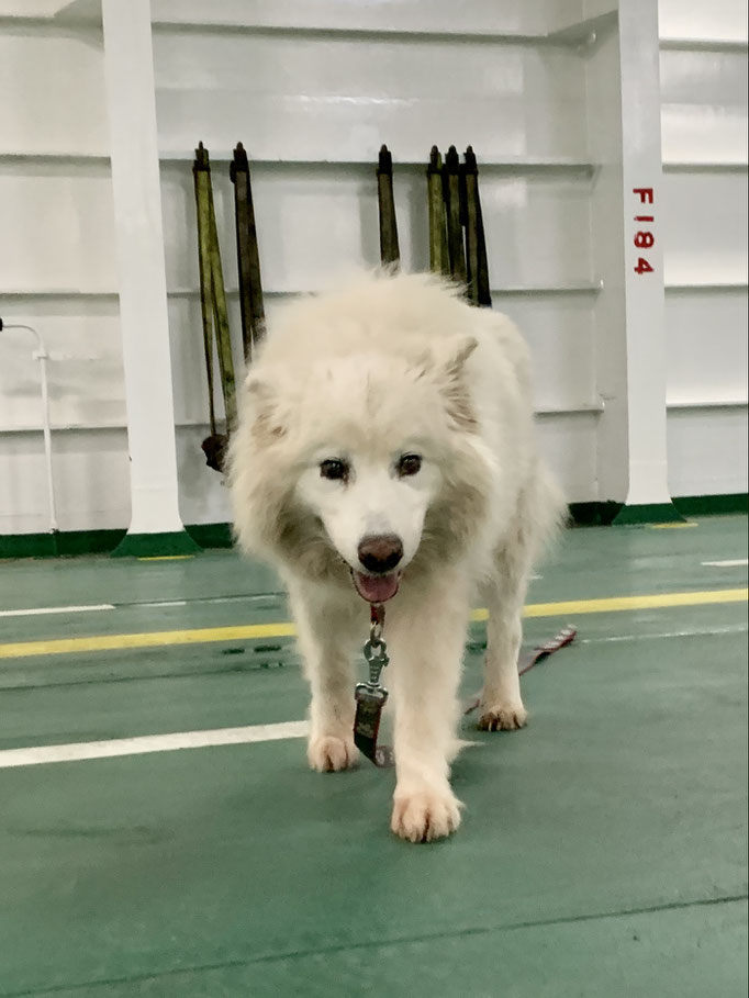 meine Snowy