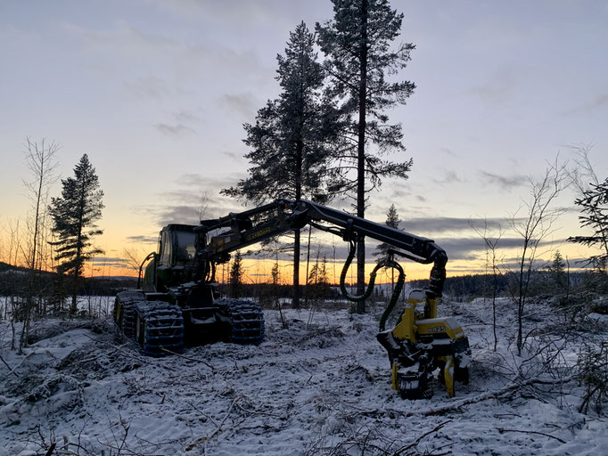 Rodungsarbeiten am Hemberget 
