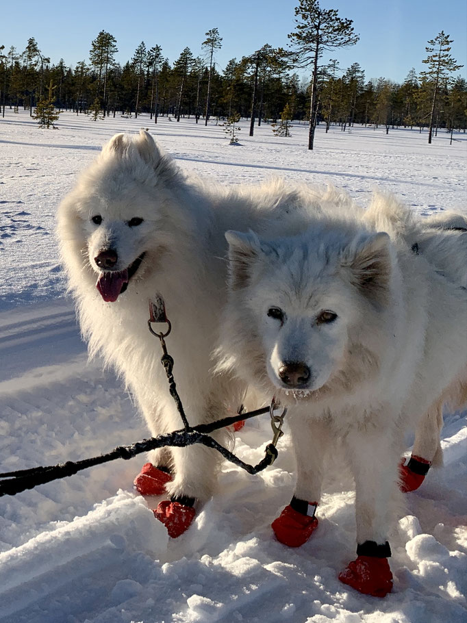  Yukon und Snowy