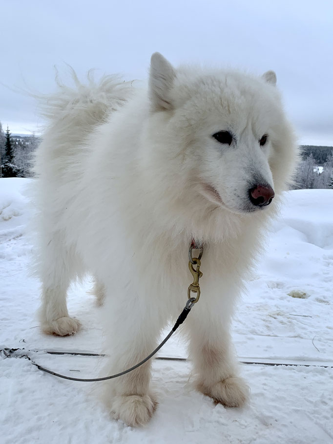 Nanuk