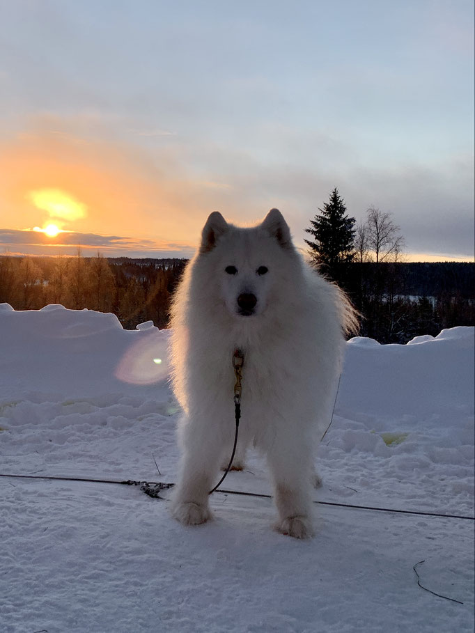 Nanuk