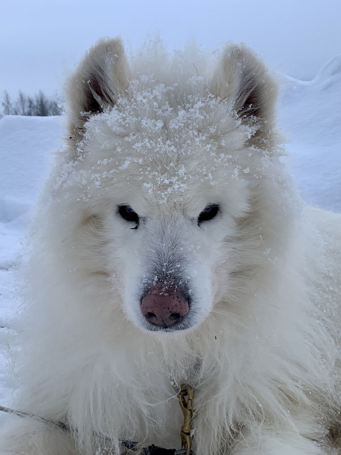 Yukon