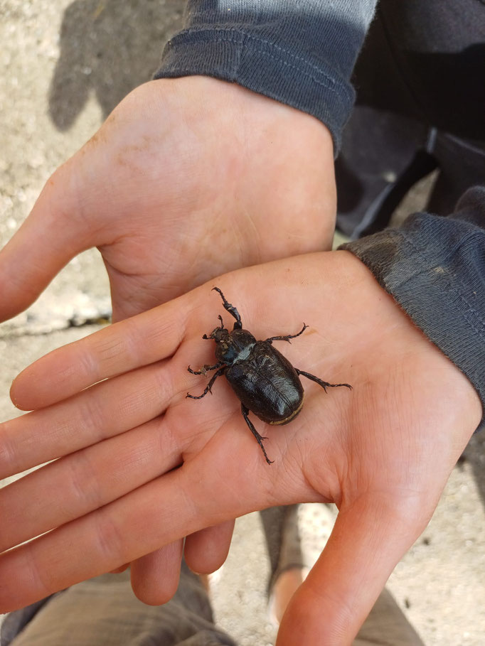 Juchtenkäfer (Osmoderma eremita)
