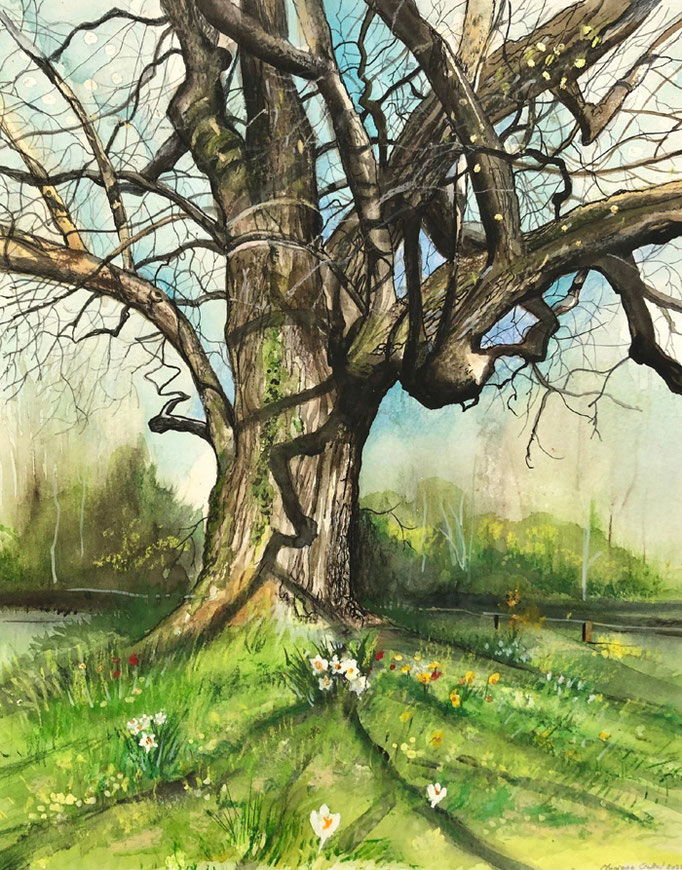 Tulipier, parc de Vandoeuvres, aquarelle+pastel 2022