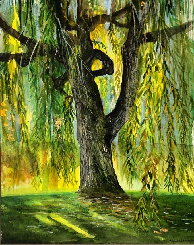 Saule pleureur, Lullier, aquarelle 2020