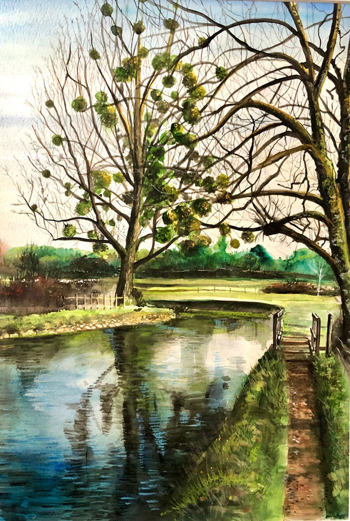 Peuplier, l'Isle, aquarelle 2021