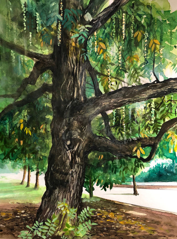 Catalpa, Genève, aquarelle 2020